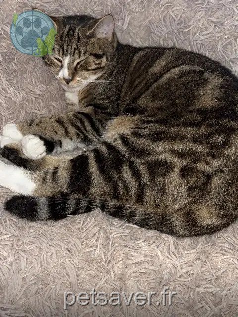 gatta persa 31830 Plaisance-du-Touch Mila gatta lost 31830 Plaisance-du-Touch Mila