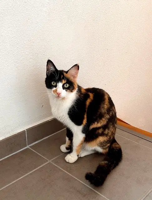 chatte lost   31170 Tournefeuille Mimi