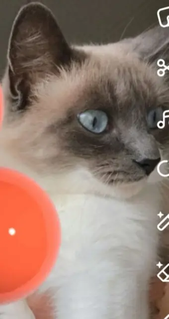 chatte lost   31700 Blagnac Mimi