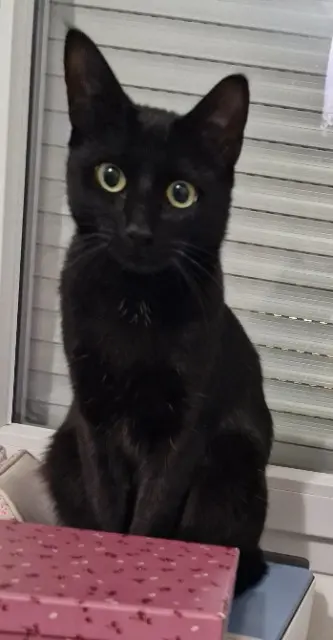 chatte lost   31150 Lespinasse Mimi