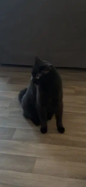 chatte lost   31470 Saint-Lys Mimine