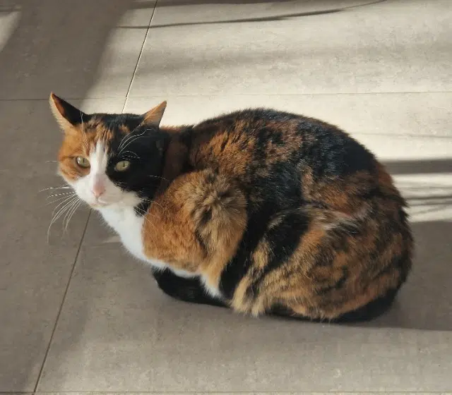 chatte lost   31570 Lanta Mimine