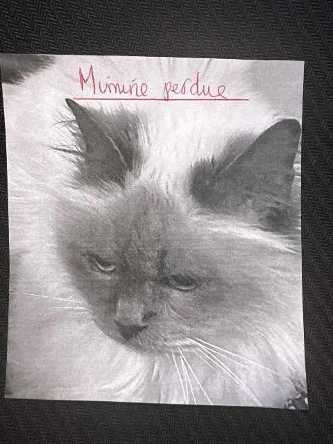 chatte lost   31120 Roques Mimine