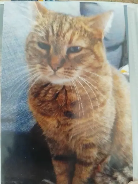 chatte lost   31120 Roquettes Mimoune