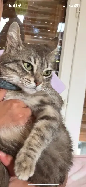Katze vermisst 31600 Muret Mimy Katze lost 31600 Muret Mimy