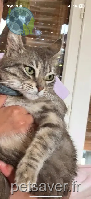 kat vermist 31600 Muret Mimy kat lost 31600 Muret Mimy