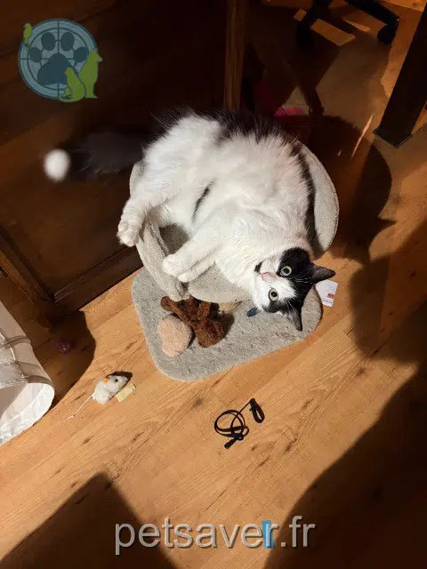 gatta lost   31620 Castelnau-d'Estrétefonds Minette