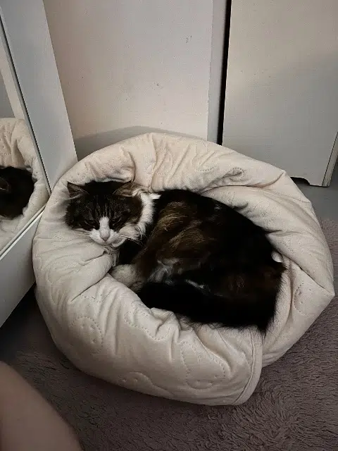 chatte lost   31860 Pins-Justaret Minette