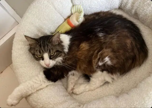 chatte lost   31860 Pins-Justaret Minette