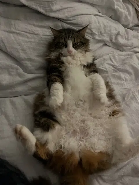 chatte lost   31860 Pins-Justaret Minette