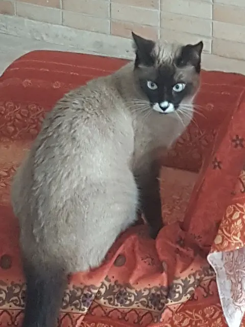 chatte lost   31850 Montrabé Minette