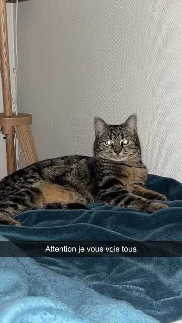 chatte lost   31130 Quint-Fonsegrives Minnie