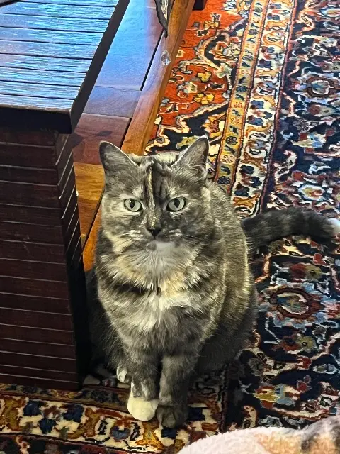 chatte lost   31830 Plaisance-du-Touch Minou