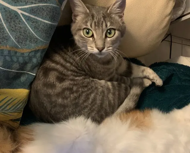 chatte lost   31310 Montesquieu-Volvestre Mizou