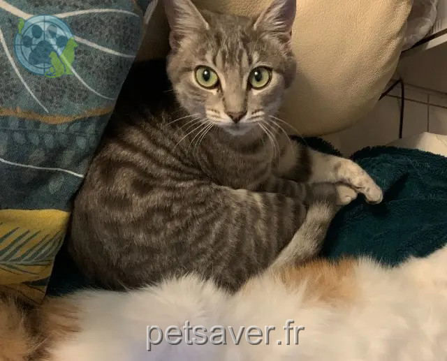 kat vermist 31310 Montesquieu-Volvestre Mizou kat lost 31310 Montesquieu-Volvestre Mizou