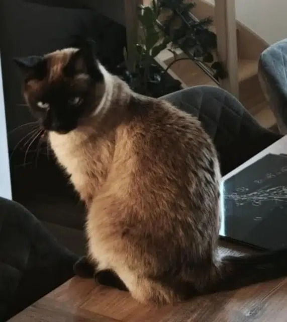 chatte lost   31380 Villariès Moemie