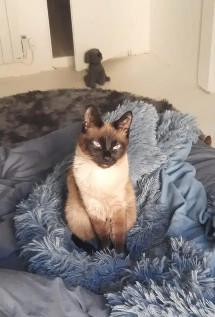 chatte lost   31380 Villariès Moemie