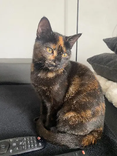 Chatte Perdue 31 Haute-Garonne - Moka Chatte Perdue 31 Haute-Garonne - Moka