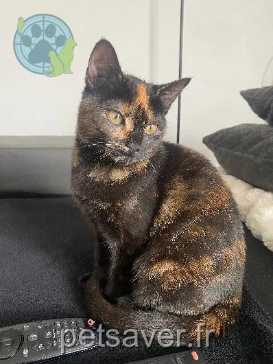 Chatte Perdue 31 Haute-Garonne - Moka Chatte Perdue 31 Haute-Garonne - Moka