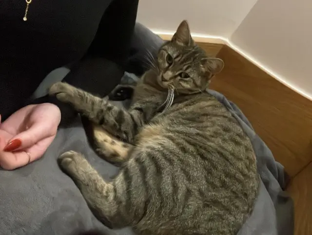 chatte lost   31380 Gragnague MOKA