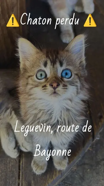 chatte lost   31490 Léguevin Mon chat