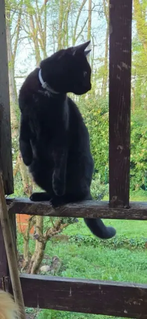 chatte lost   31340 La Magdelaine-sur-Tarn Monui