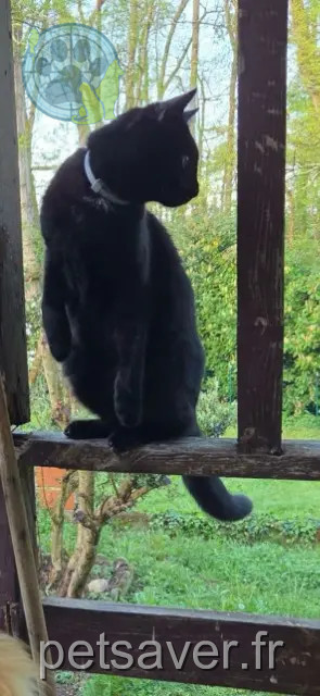 kat vermist 31340 La Magdelaine-sur-Tarn Monui kat lost 31340 La Magdelaine-sur-Tarn Monui
