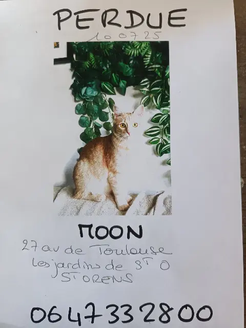 chatte lost   31650 Saint-Orens-de-Gameville Moon