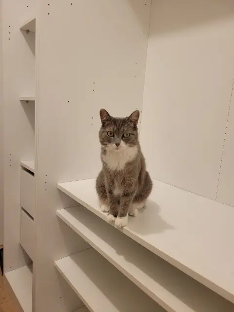 chatte lost   31560 Calmont Moon