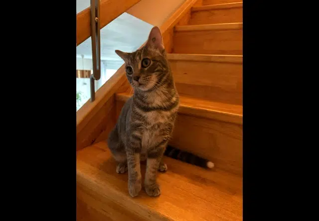 chatte perdue 31780 Castelginest Moshi chatte lost 31780 Castelginest Moshi