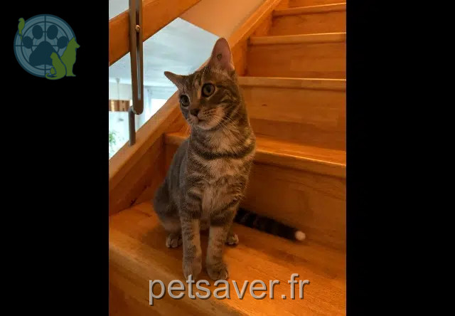 chatte perdue 31780 Castelginest Moshi chatte lost 31780 Castelginest Moshi