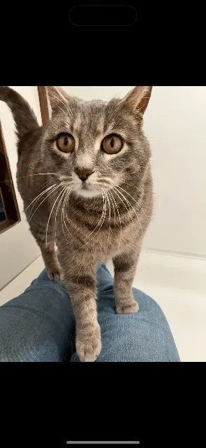 chatte lost   31860 Labarthe-sur-Lèze Mushu