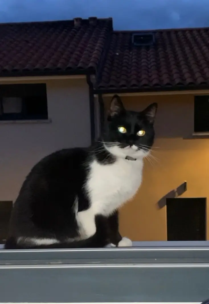 Chatte Perdue 36 Indre - Mya Chatte Perdue 36 Indre - Mya