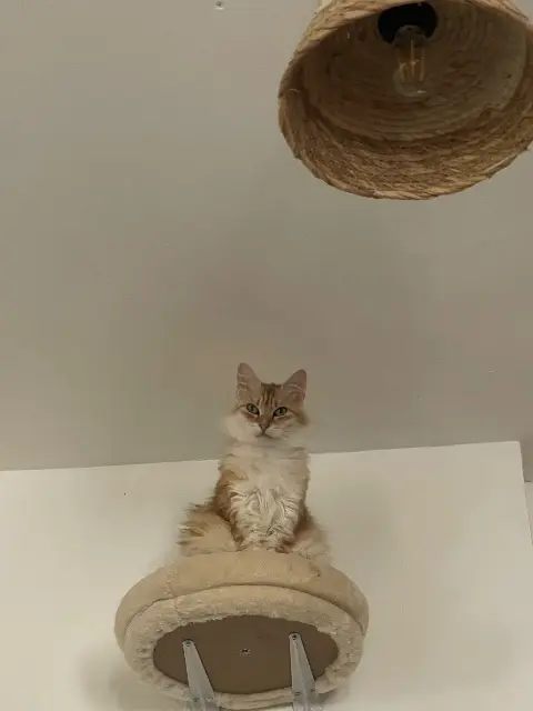 chatte lost   31420 Saint-André Mya
