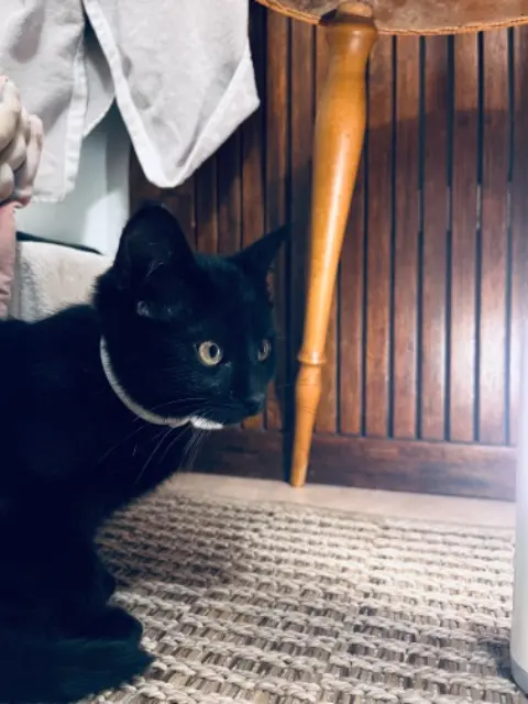 chatte lost   31470 Fonsorbes Mystie