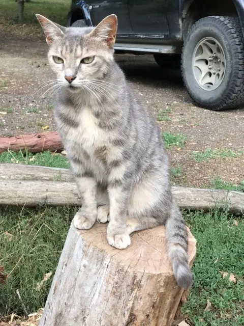 chatte lost   31120 Goyrans NALA