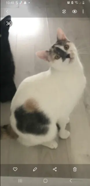 chatte lost   31340 Villemur-sur-Tarn Nala