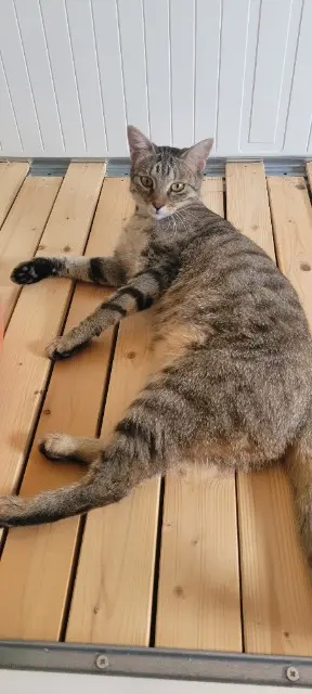 chatte lost   31600 Lherm Nala