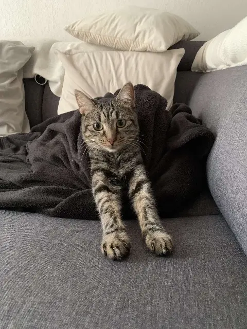 chatte lost   31780 Castelginest Nala