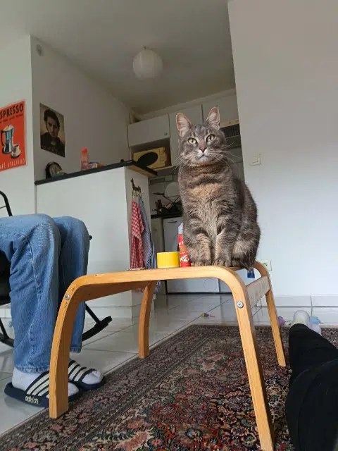 chatte lost   31170 Tournefeuille Naïa