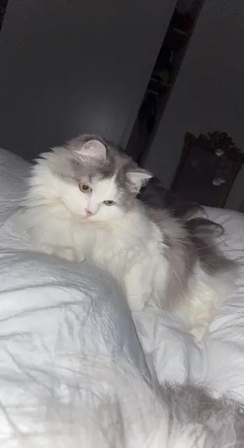 chatte lost   31150 Bruguières Naïa