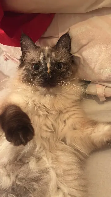 chatte lost   31110 Poubeau Neige