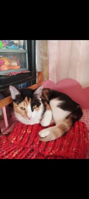 chatte lost   31230 Molas Nina