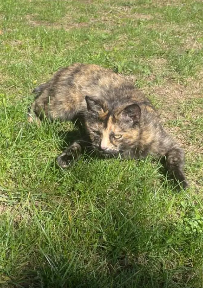Chatte Perdue 31 Haute-Garonne - Nina Chatte Perdue 31 Haute-Garonne - Nina