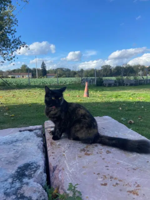 chatte lost   31600 Lherm Noisette