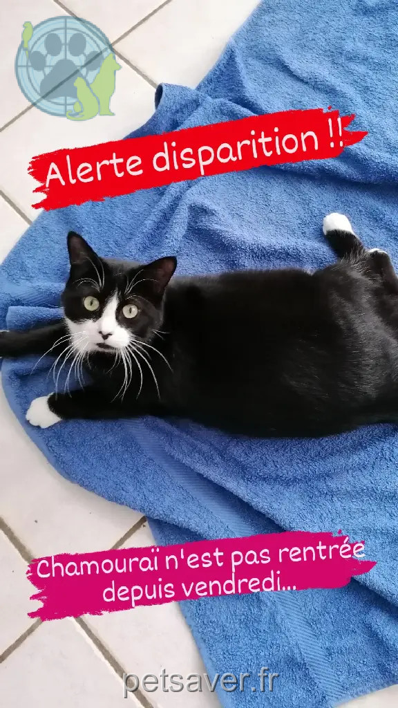Chatte Perdue 31 Haute-Garonne - Olivia-peres Chatte Perdue 31 Haute-Garonne - Olivia-peres
