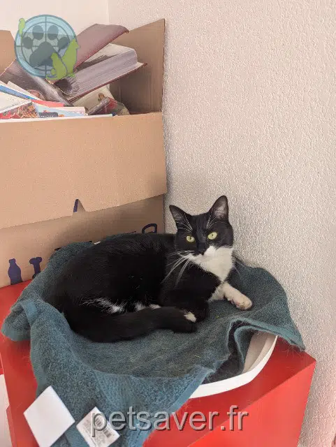 gatta lost 31270 Cugnaux Oreo