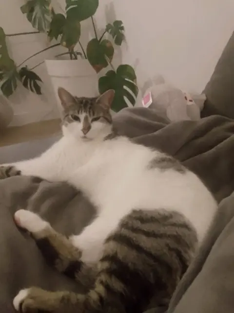 chatte lost   31140 Pechbonnieu Ouna