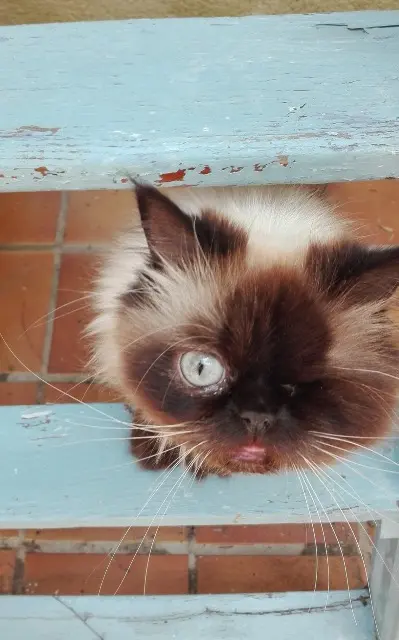 chatte lost   31140 Aucamville Pampelune