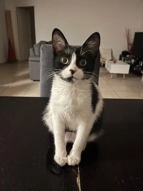 chatte lost   31840 Aussonne Panda